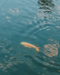 水中畅游的金色鱼儿