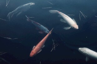 水中锦鲤悠游