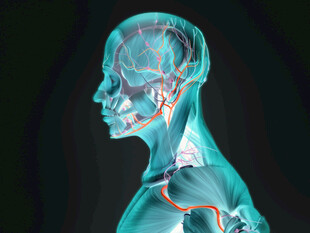 人体血管骨骼3D渲染图像