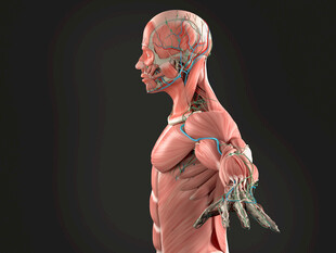 人体肌肉骨骼3D模型展示