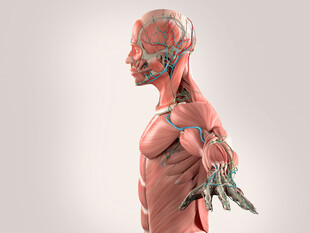 人体肌肉骨骼3D模型展示