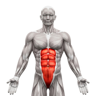 人体腹部肌肉解剖示意图