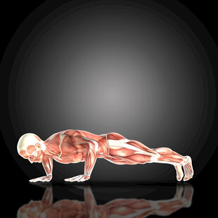 人体俯卧撑肌肉解剖图