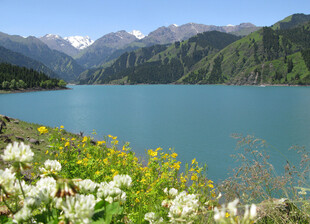 高山湖畔的绚烂花卉景观