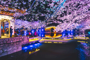 夜赏烂漫樱花景观