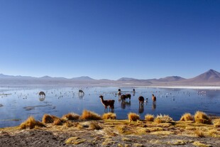 湖畔风光动物与远山美景