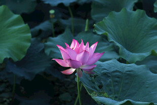  荷花