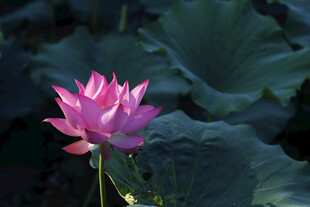 荷花 绽放 阳光