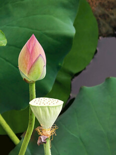 荷花