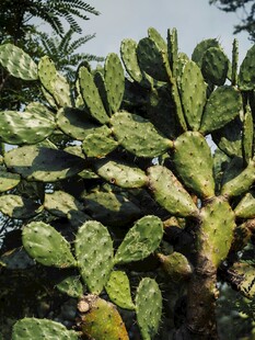 茂盛的仙人掌植物景观
