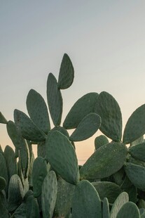 夕阳下的仙人掌植物