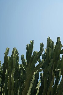 高耸仙人掌蓝天背景下