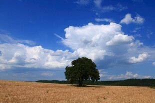 田野孤树蓝天白云美景