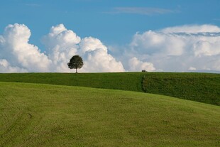 草原孤树蓝天白云美景