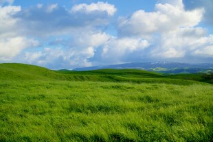 广袤绿野蓝天白云美景