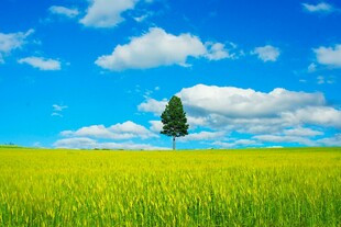 绿野孤树蓝天之下美景