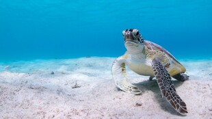 沙滩上的海龟