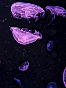 梦幻紫色水母在水中游动