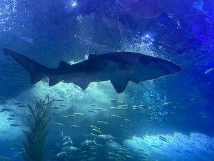 水族馆中畅游的大鲨鱼