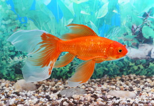优雅金鱼在水族箱中游弋