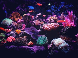 绚丽多彩的海底珊瑚景观