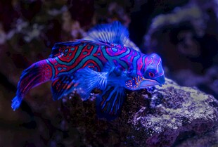 色彩斑斓的海洋奇异小鱼