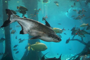 水族馆中畅游的大鱼