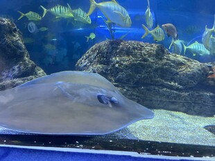 水族馆中的优雅鳐鱼