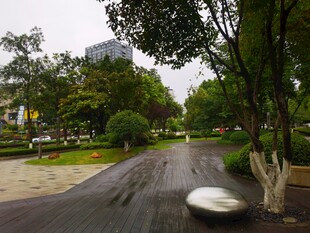 雨后静谧的城市林荫道路