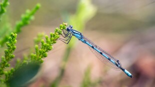 蓝蜻蜓停驻绿植上