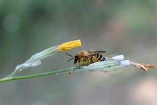 蜜蜂停驻花朵上