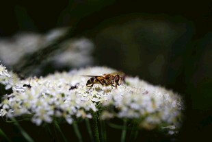 蜜蜂停留在白色花朵上