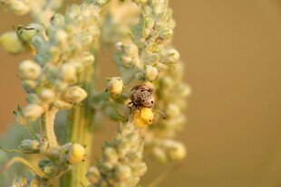 花间蜜蜂采蜜瞬间