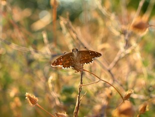 花间蝴蝶