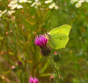 黄蝴蝶停留在紫花上