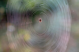 蛛网中心的神秘小生物