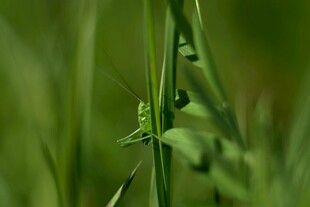 草丛中的绿色小昆虫