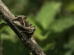 树枝上蜷缩的伪装昆虫