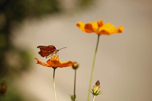 蝴蝶停驻于明艳花朵上