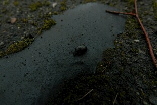 路面水洼中的黑色物体