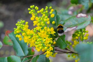 蜜蜂采蜜于金黄小花间
