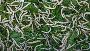 密集蠕动的蠕虫群