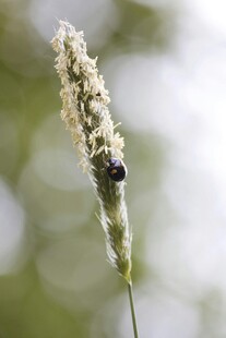 草茎上的黑色小昆虫