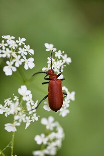 红甲虫栖于白色小花上