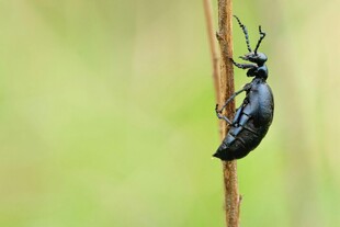 黑色甲虫攀附于细枝上