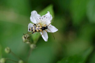 蜜蜂采蜜于白色小花间