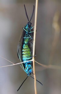 翠绿昆虫攀附细枝