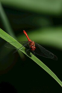 红蜻蜓停驻绿叶上