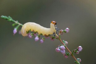 黄色毛虫栖于紫色花枝上