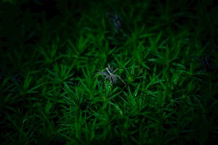 草丛中的神秘小生物